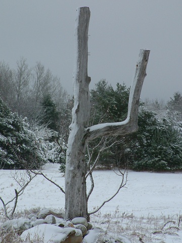 A Cactus Looking Tree In Tupper Lake 3