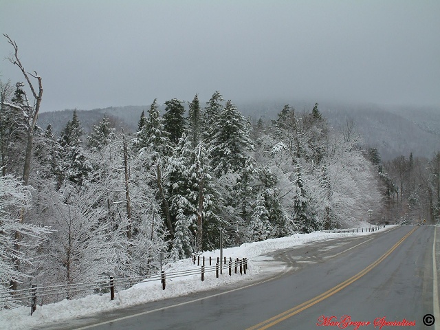 Snowy Trees Along Route 28N 3