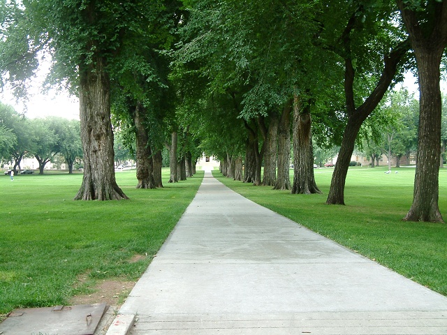 CSU Hall Of Trees