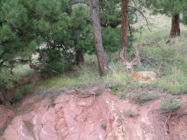 Deer (1)