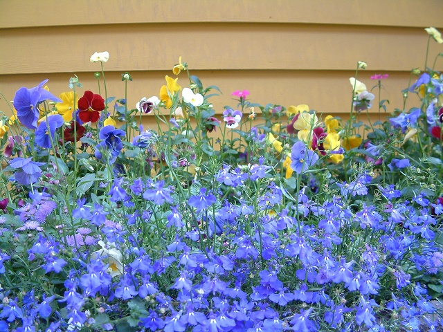 Flower Bed In Breckenridge (2)