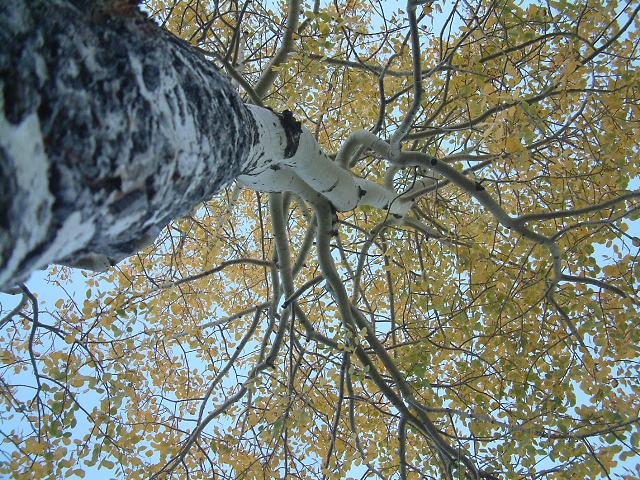 Looking Up Under Yellow Aspen Tree In RMNP
