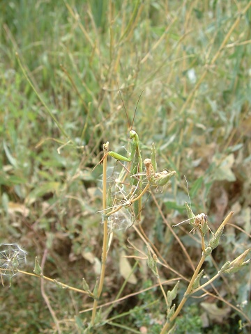 Mantis 1 Of 2