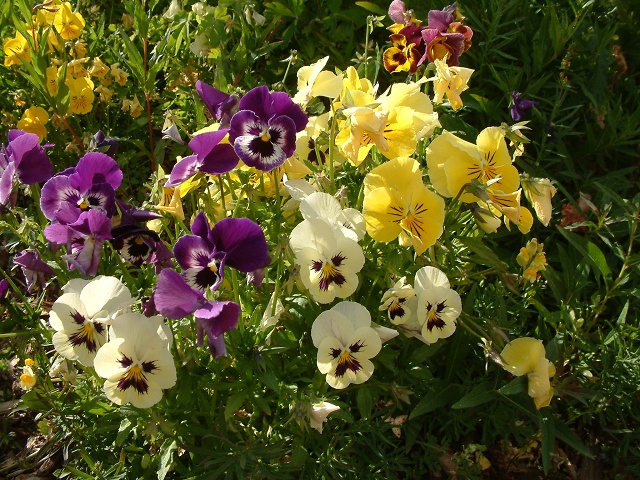 Multi Flowers On Peak 8