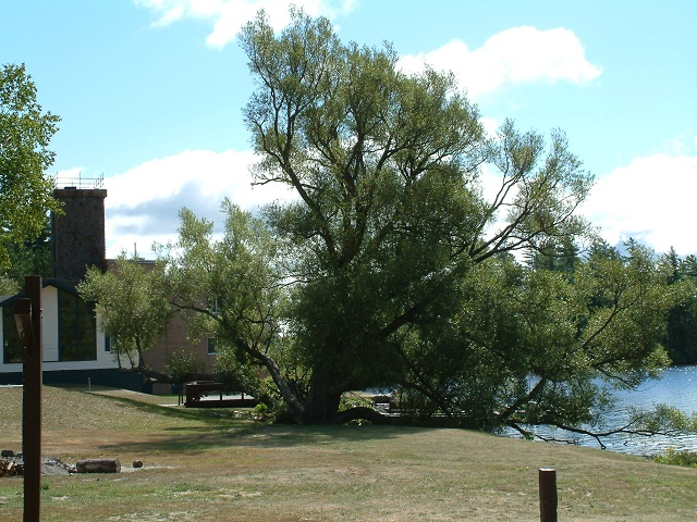 Crack Willow By Lower St. Regis Lake 3