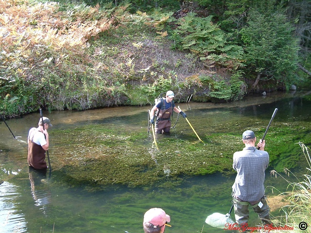 Fisheries Techniques Electrofishing 1