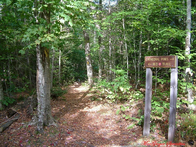 Red Dot Trail And Cathedral Pines Junction 1