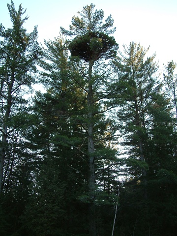 Witches Broom Tree Above Split Rock Falls