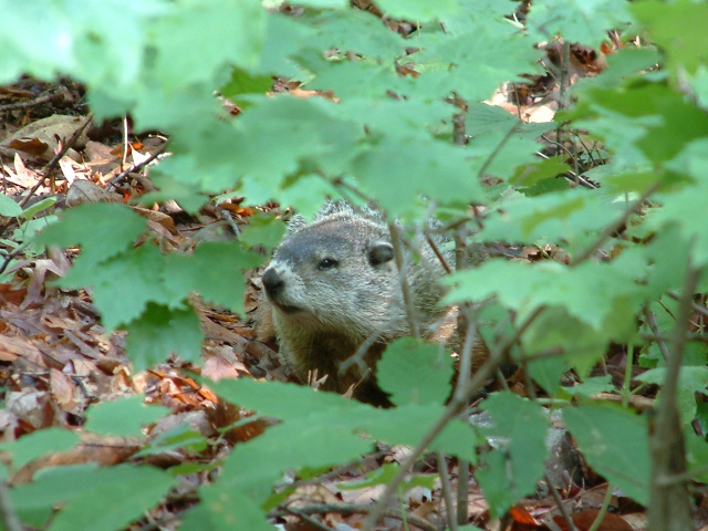 A Badger Hiding In The Underbrush At Stokes State Forest 7