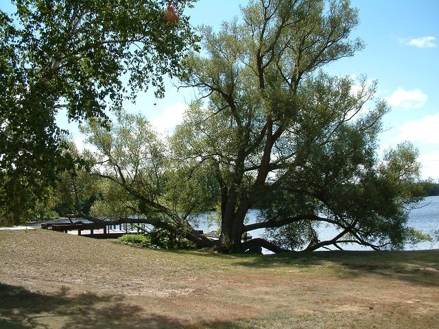 Crack Willow By Lower St. Regis Lake 2