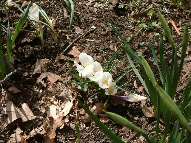 FLOWER~2