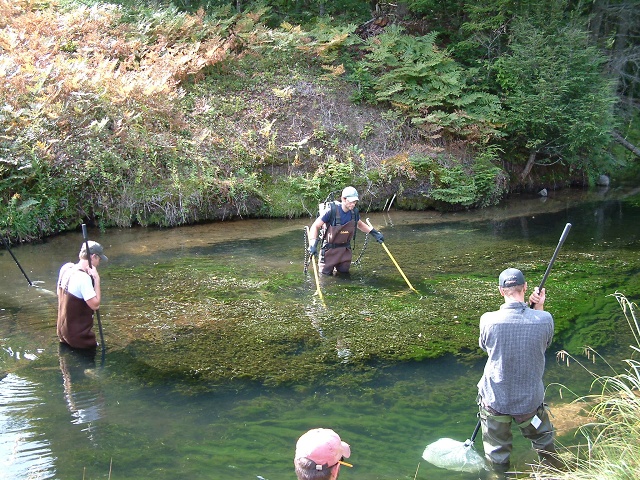 Fisheries Techniques Electrofishing 1