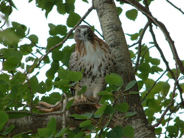 Hawk Carrying Rabbit At Mt Tom Ski Area Holyoke MA 10