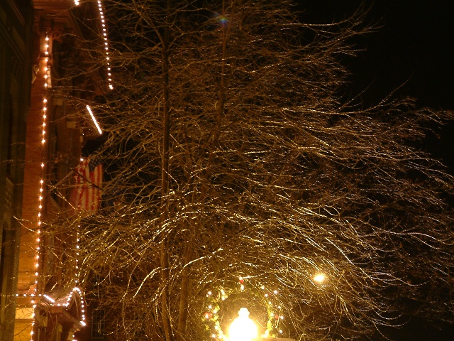 Iced Tree In Saratoga Springs NY