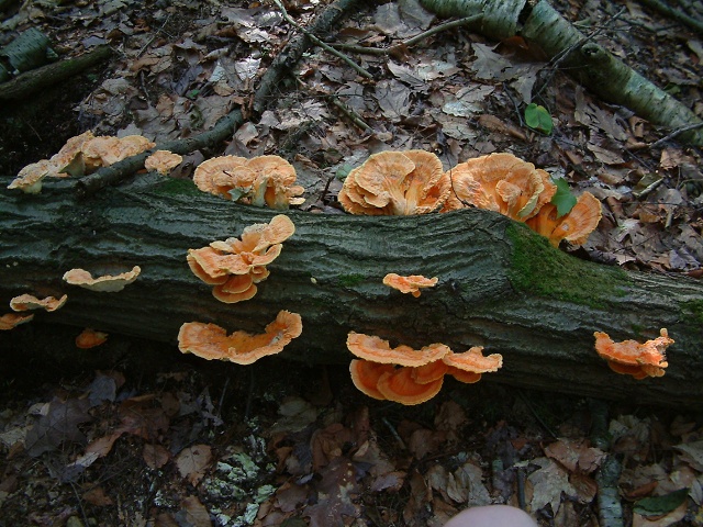 Mushrooms On Log Downhill From The Lot Along The Sac