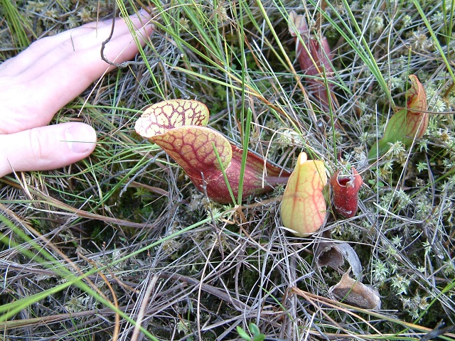 Pitcher Plants At Jones Pond 4
